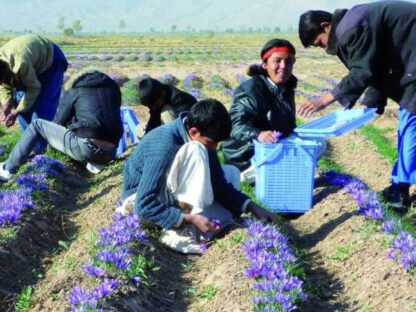 Safranernte in Afghanistan, Projekt von Shelter Now